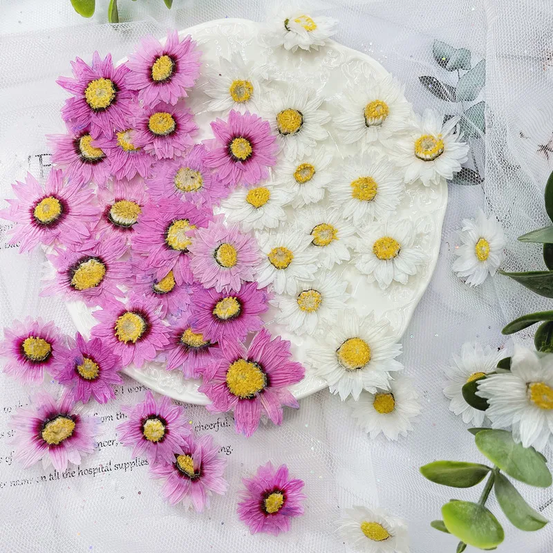 Dried Flower Bookmark - 24 Chiếc/2-4CM, Tự Nhiên Hoa Ép