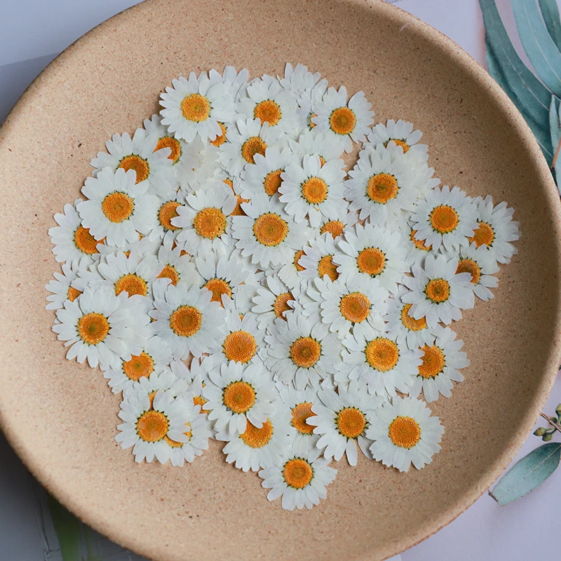 60X Pressed Dried Natural Whit - đánh giá và giá Dried Flower Bookmark