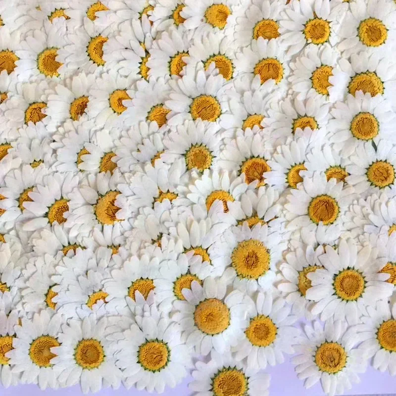 60X Pressed Dried Natural Whit - đánh giá và giá Dried Flower Bookmark