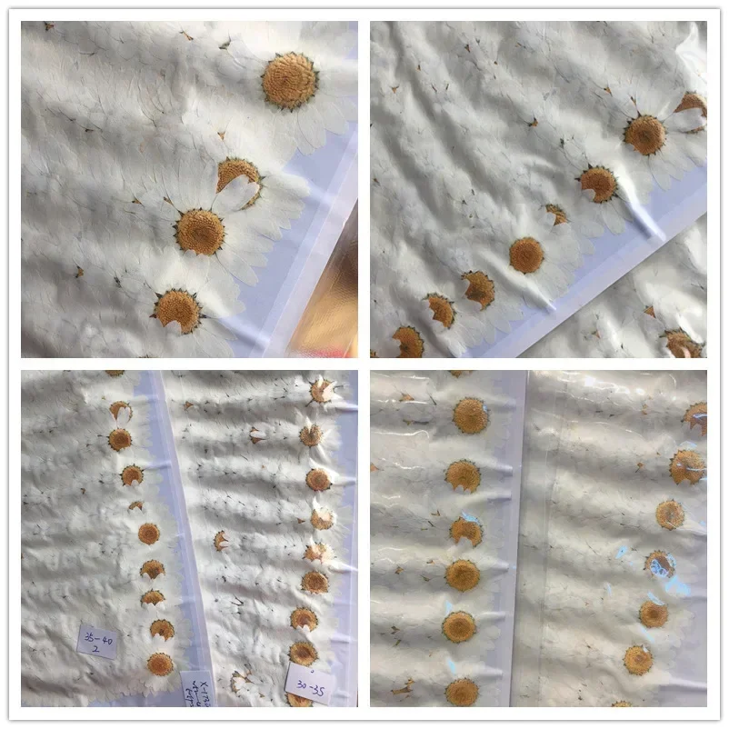 60X Pressed Dried Natural Whit - đánh giá và giá Dried Flower Bookmark