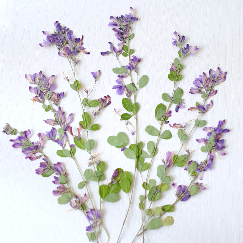 6pcs,nature Lespedeza Formosa  - đánh giá và giá Dried Flower Bookmark
