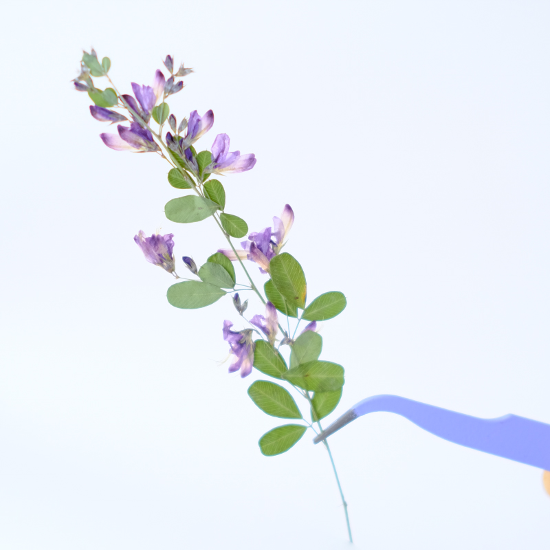 6pcs,nature Lespedeza Formosa  - đánh giá và giá Dried Flower Bookmark