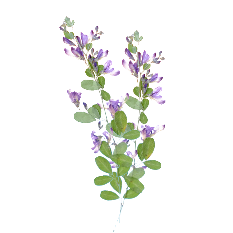 6pcs,nature Lespedeza Formosa  - đánh giá và giá Dried Flower Bookmark