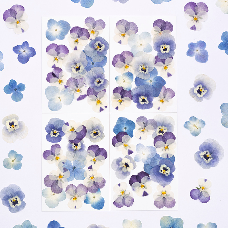 12pcs,Real Viola Cornuta Press - đánh giá và giá Dried Flower Bookmark