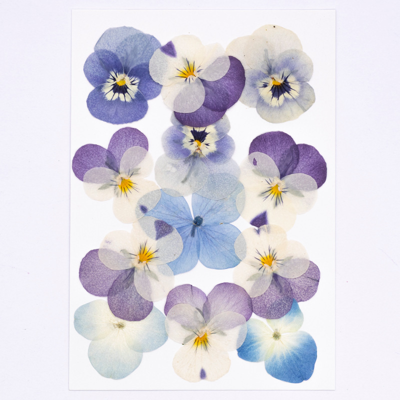12pcs,Real Viola Cornuta Press - đánh giá và giá Dried Flower Bookmark