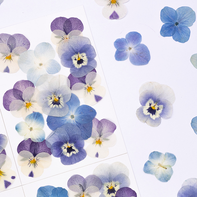 12pcs,Real Viola Cornuta Press - đánh giá và giá Dried Flower Bookmark