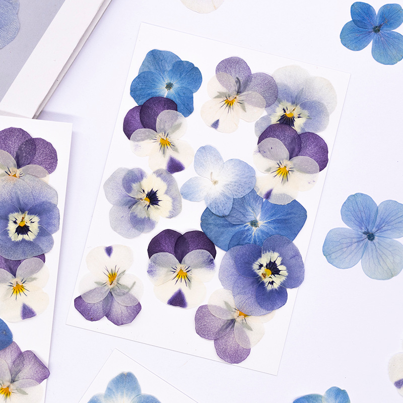 12pcs,Real Viola Cornuta Press - đánh giá và giá Dried Flower Bookmark