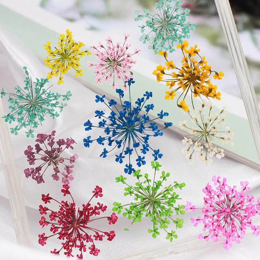 Bộ 60 Ép Khô 20-25Mm Ammi Maju - đánh giá và giá Dried Flower Bookmark