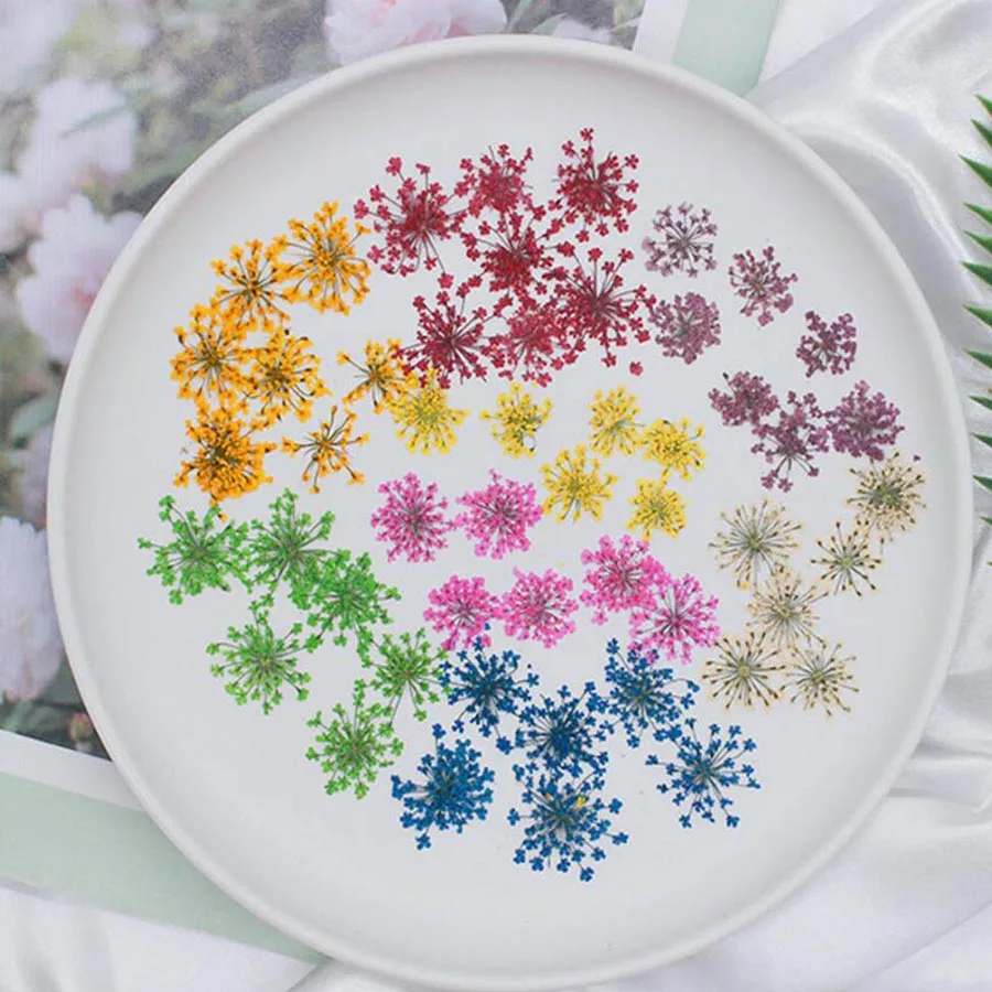 Bộ 60 Ép Khô 20-25Mm Ammi Maju - đánh giá và giá Dried Flower Bookmark