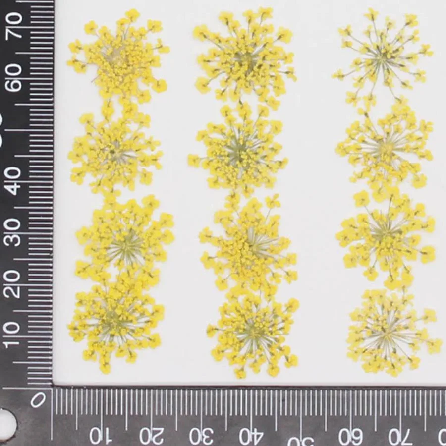 Bộ 60 Ép Khô 20-25Mm Ammi Maju - đánh giá và giá Dried Flower Bookmark