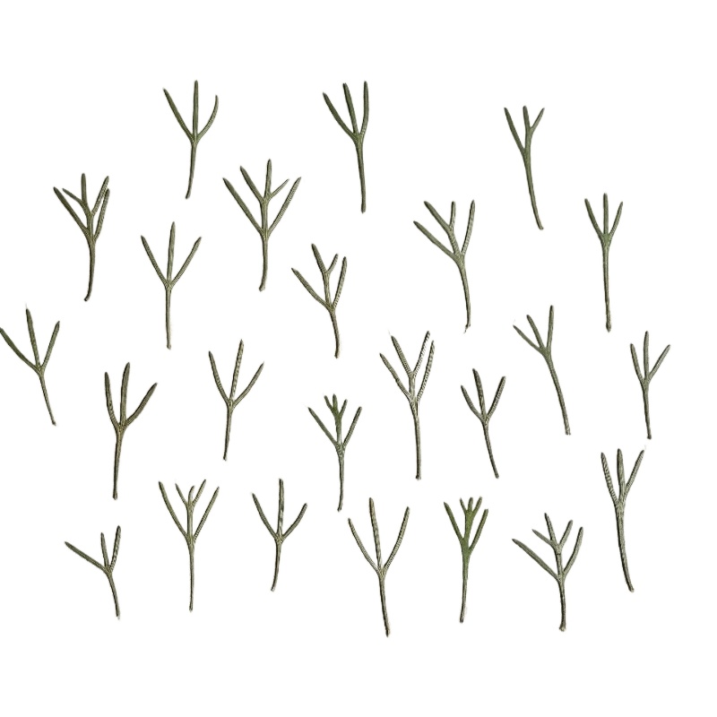 24pcs,Real Pressed Achillea Le - đánh giá và giá Dried Flower Bookmark