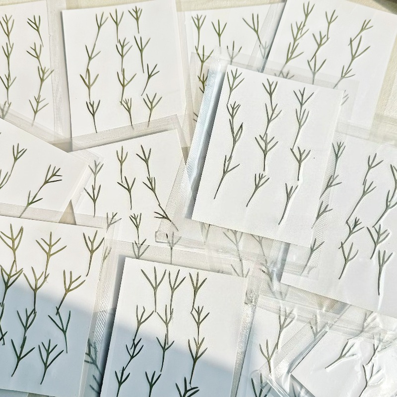24pcs,Real Pressed Achillea Le - đánh giá và giá Dried Flower Bookmark