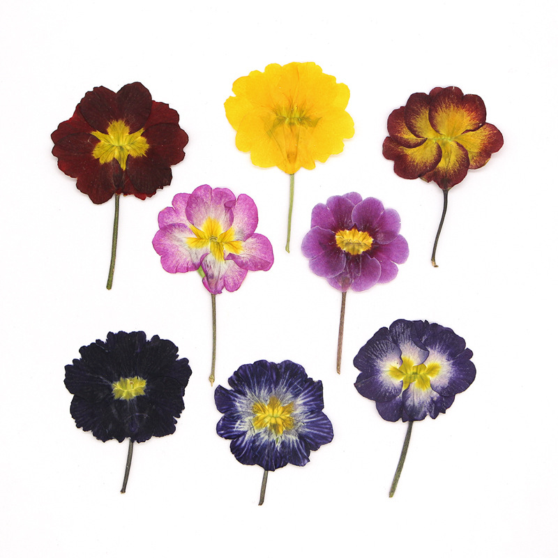 48Pcs European Primrose Teachi - đánh giá và giá Dried Flower Bookmark