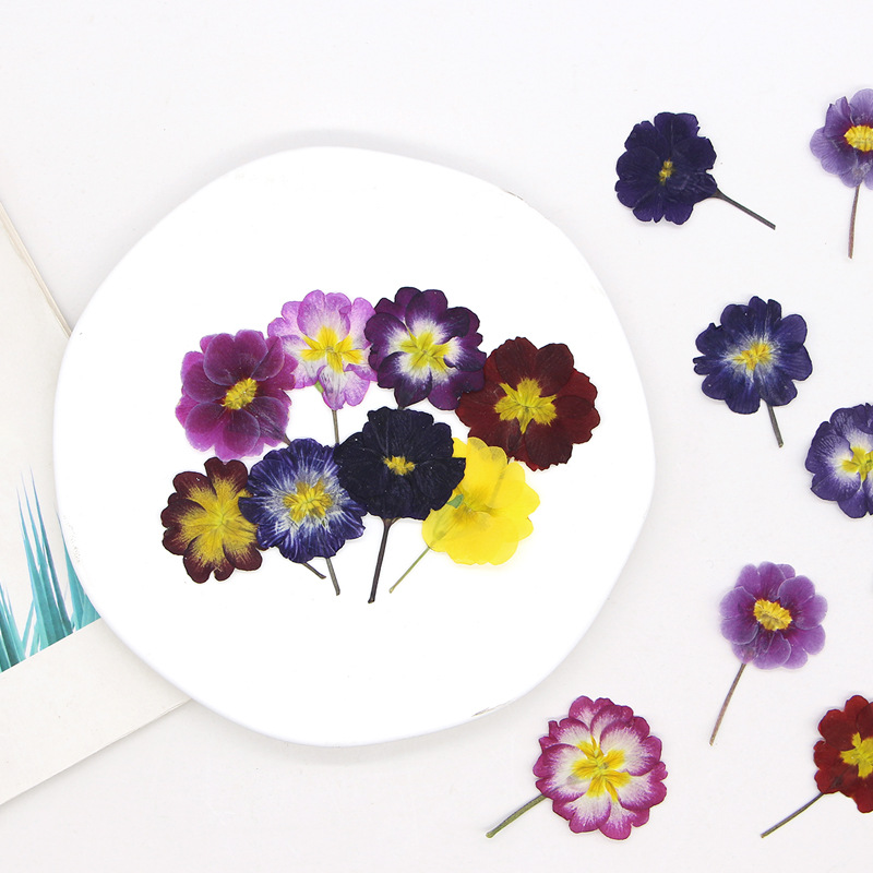 48Pcs European Primrose Teachi - đánh giá và giá Dried Flower Bookmark