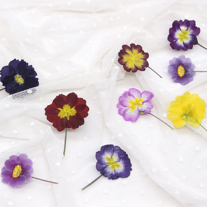 48Pcs European Primrose Teachi - đánh giá và giá Dried Flower Bookmark