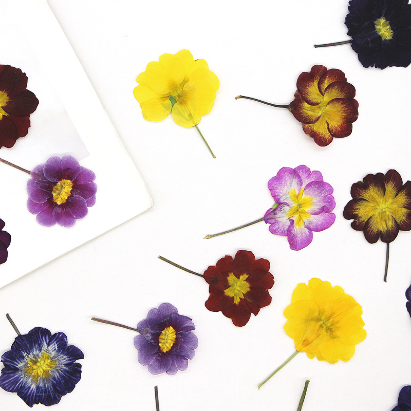 48Pcs European Primrose Teachi - đánh giá và giá Dried Flower Bookmark