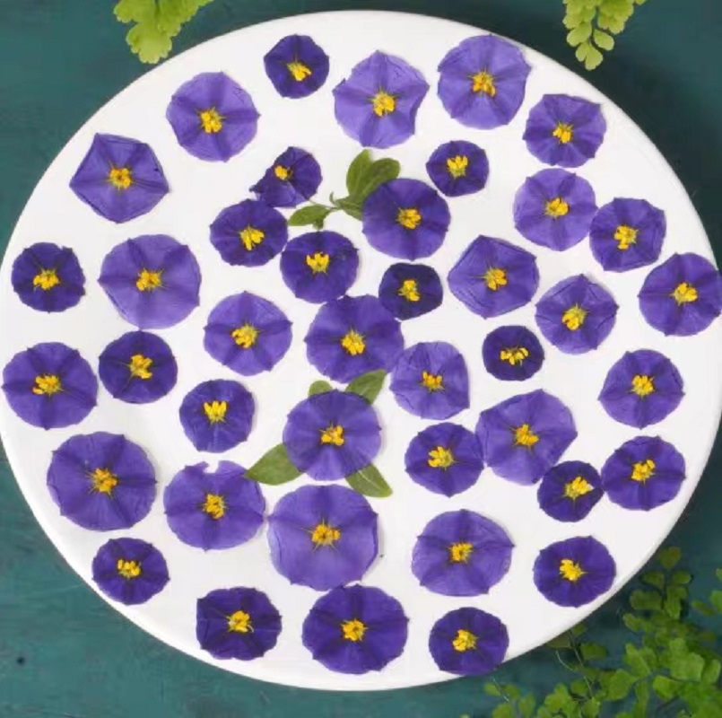 100pcs Pressed Dried Lycianthe - đánh giá và giá Dried Flower Bookmark
