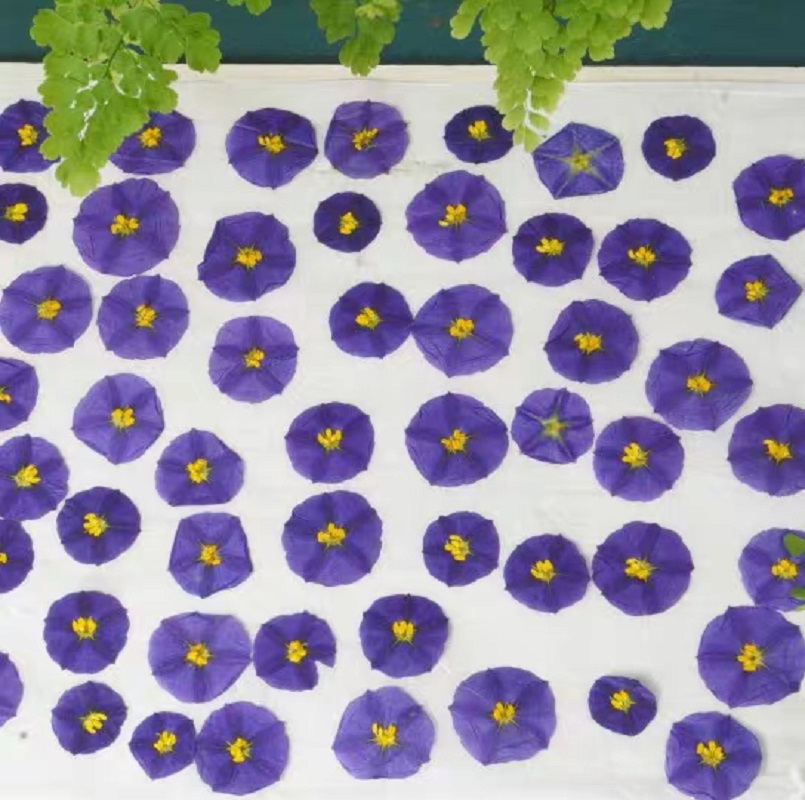 100pcs Pressed Dried Lycianthe - đánh giá và giá Dried Flower Bookmark