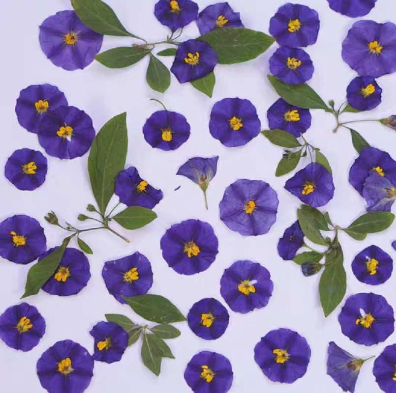 100pcs Pressed Dried Lycianthe - đánh giá và giá Dried Flower Bookmark