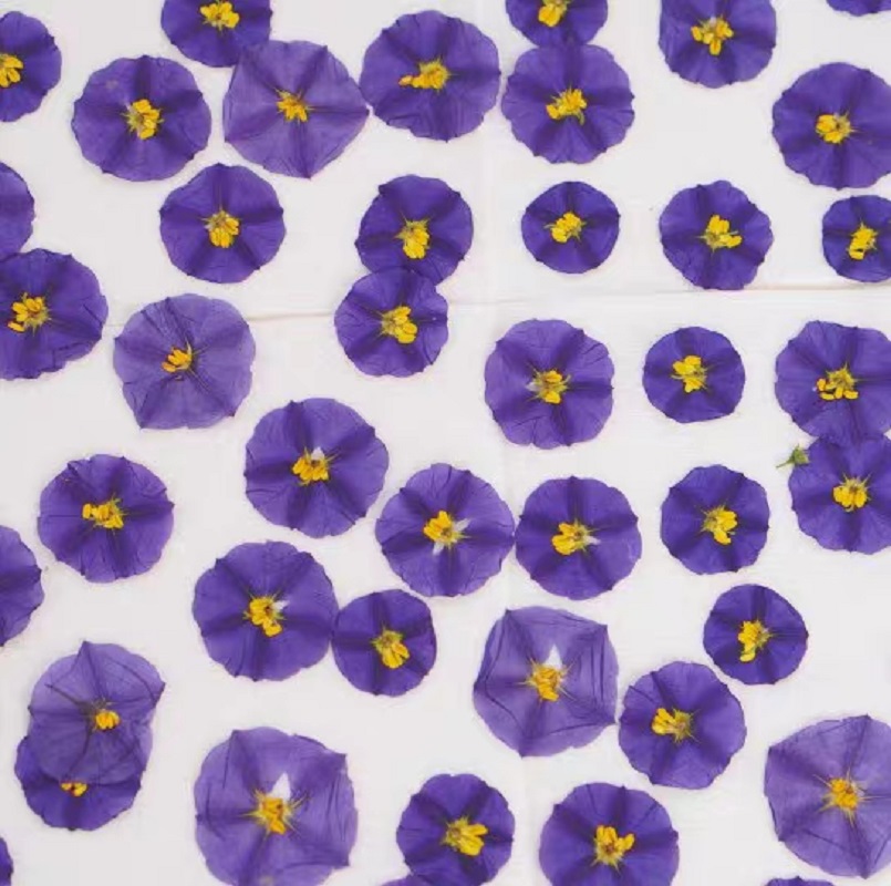 100pcs Pressed Dried Lycianthe - đánh giá và giá Dried Flower Bookmark