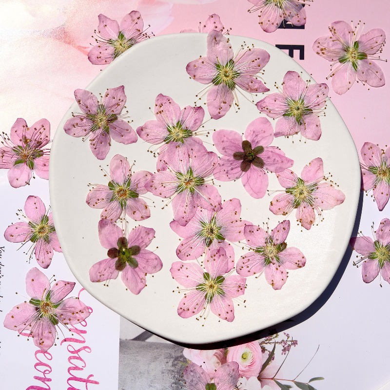 3-4cm./6pcs,Pink Peach Blossom - đánh giá và giá Dried Flower Bookmark