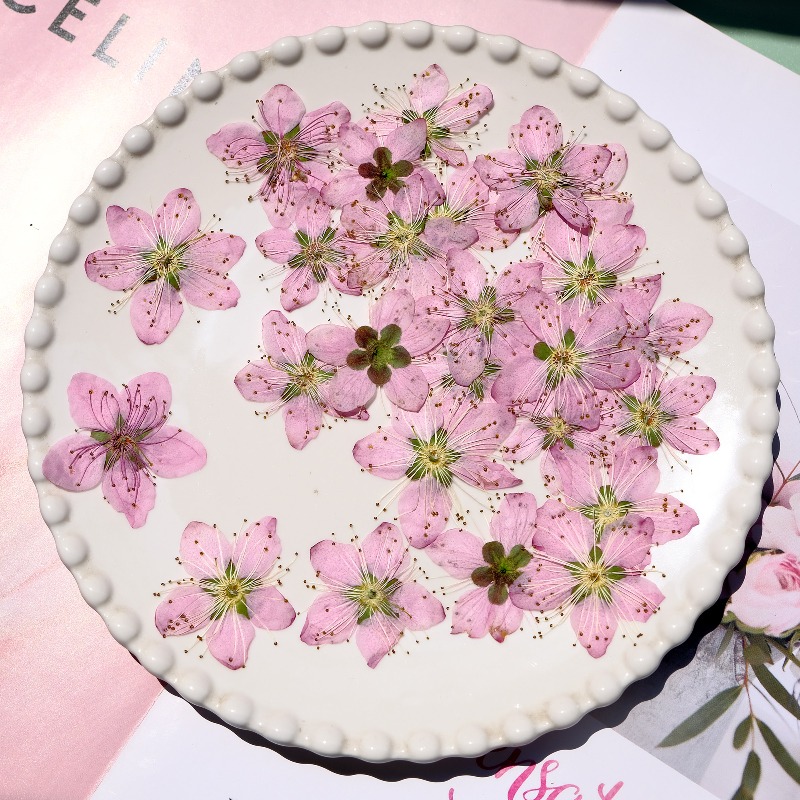 3-4cm./6pcs,Pink Peach Blossom - đánh giá và giá Dried Flower Bookmark