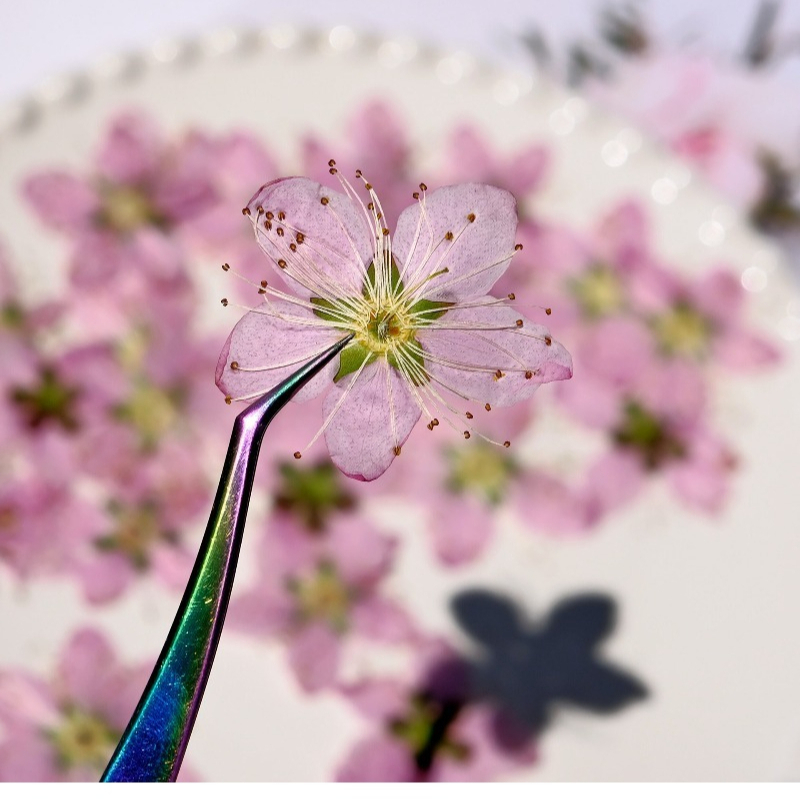3-4cm./6pcs,Pink Peach Blossom - đánh giá và giá Dried Flower Bookmark