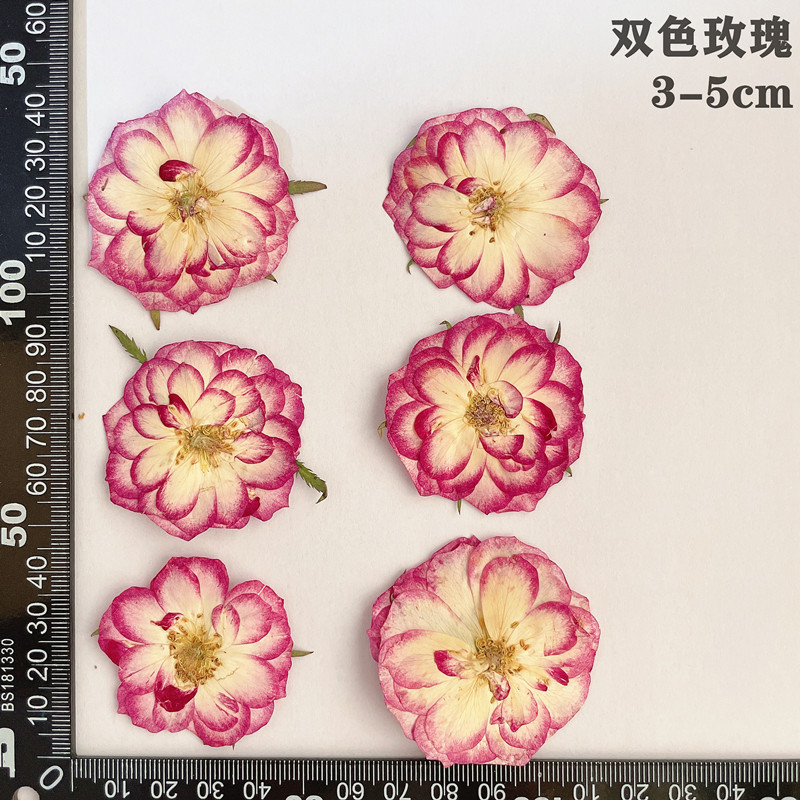 60pcs Pressed Dried Red Yellow - đánh giá và giá Dried Flower Bookmark