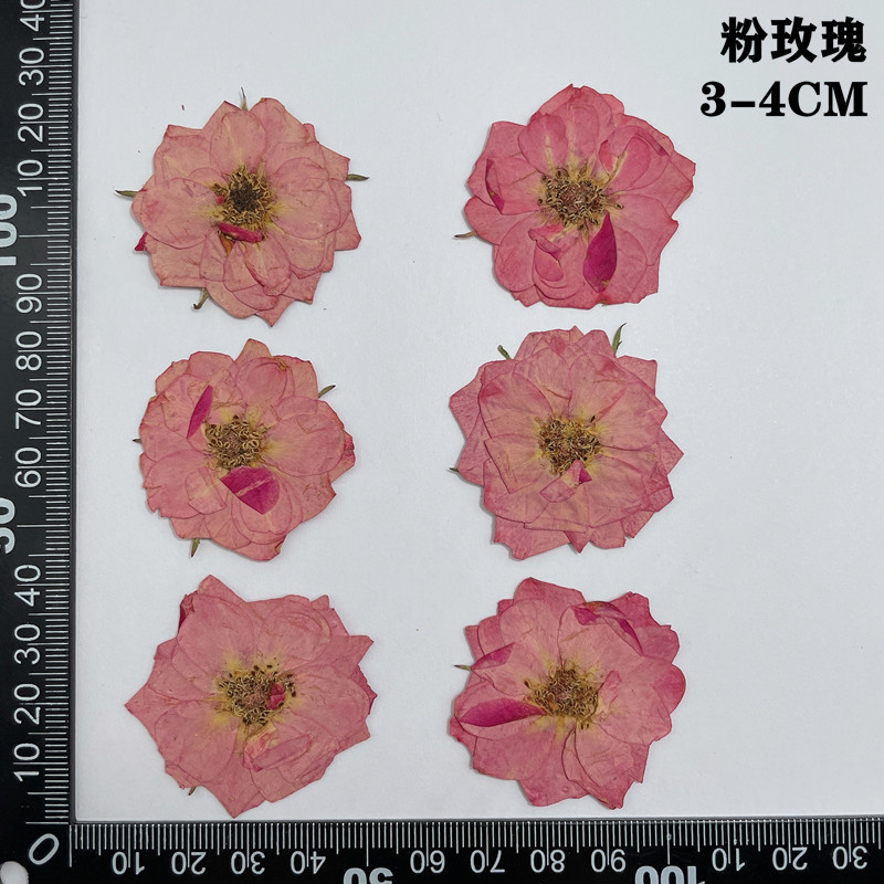 60pcs Pressed Dried Red Yellow - đánh giá và giá Dried Flower Bookmark