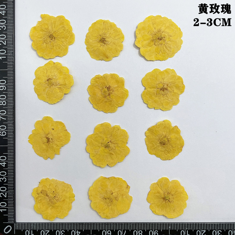 60pcs Pressed Dried Red Yellow - đánh giá và giá Dried Flower Bookmark