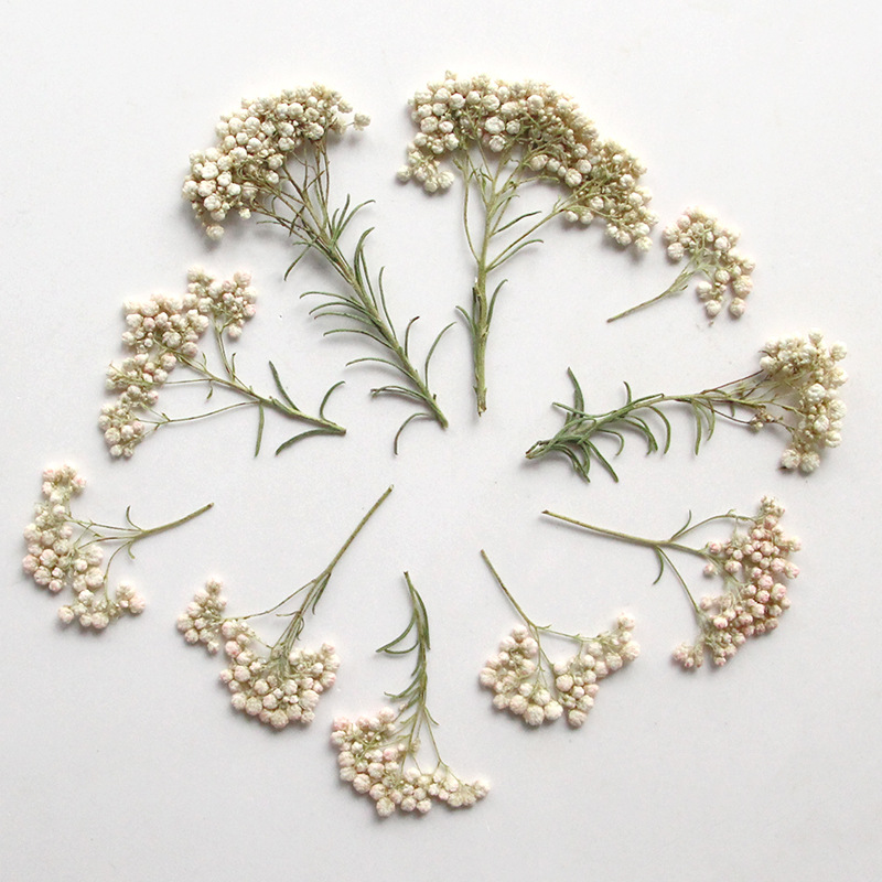 12pcs, Nature Millet Flower Br - đánh giá và giá Dried Flower Bookmark