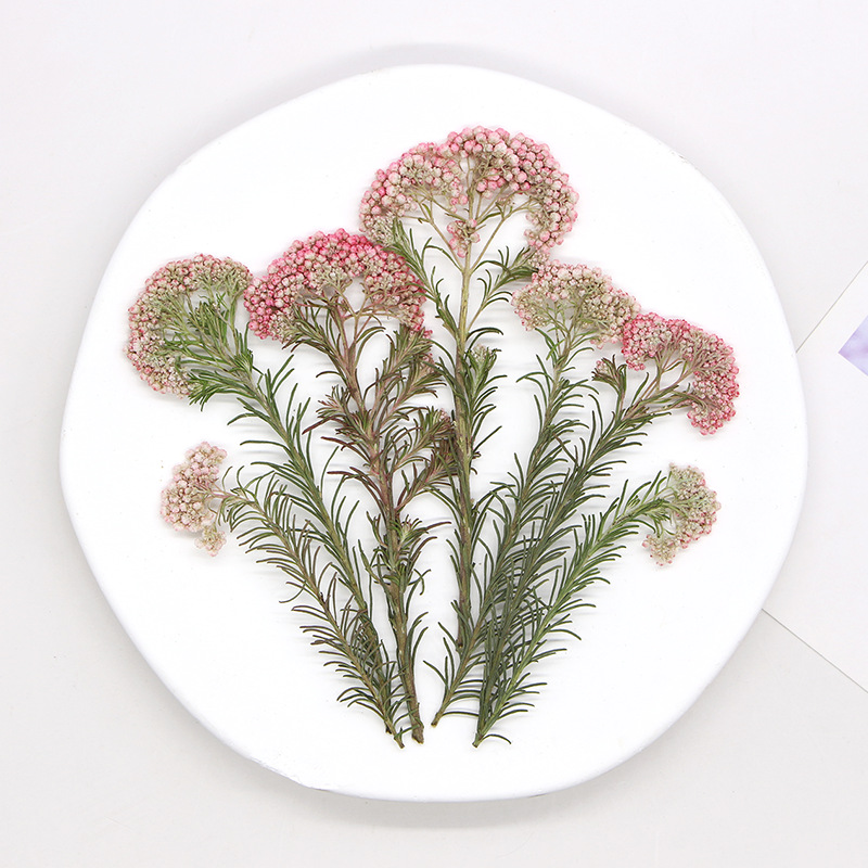 12pcs, Nature Millet Flower Br - đánh giá và giá Dried Flower Bookmark