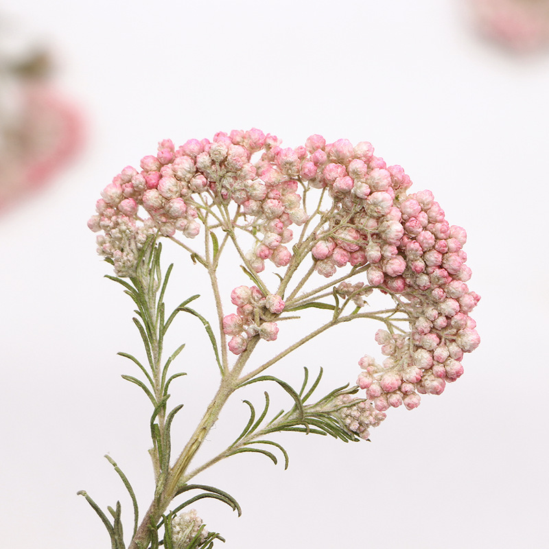 12pcs, Nature Millet Flower Br - đánh giá và giá Dried Flower Bookmark