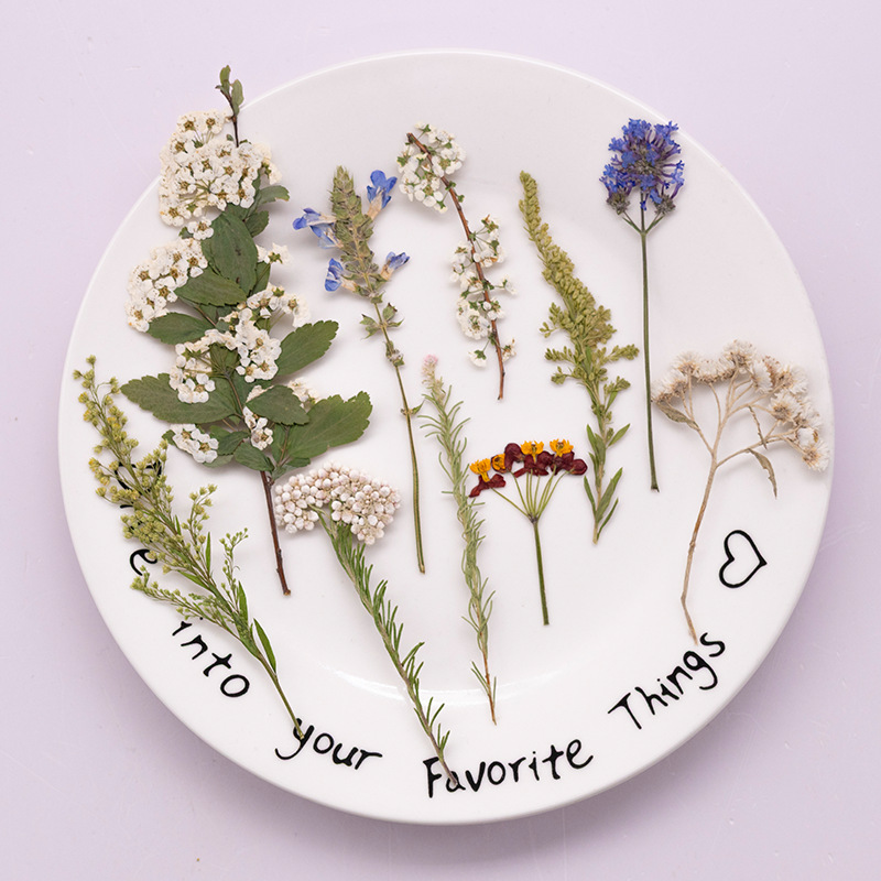 500Pcs Large Package of Fern P - đánh giá và giá Dried Flower Bookmark