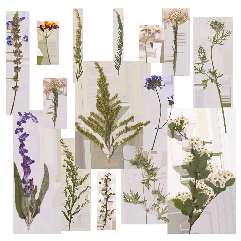 500Pcs Large Package of Fern P - đánh giá và giá Dried Flower Bookmark
