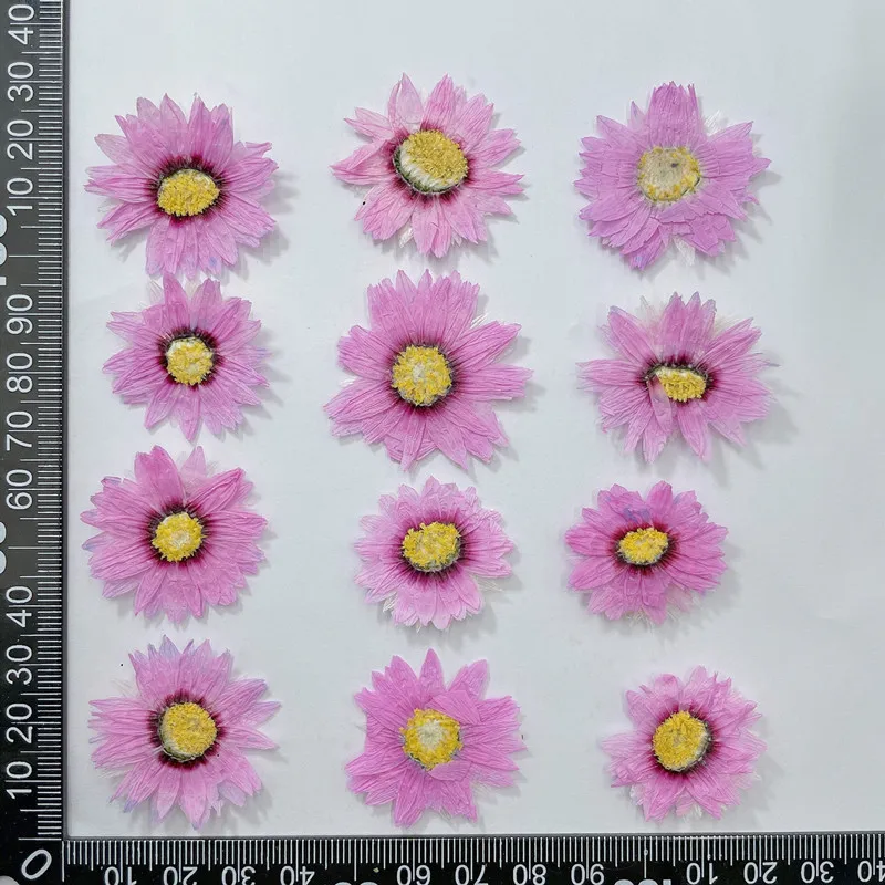 24 Chiếc/2-4CM, Tự Nhiên Hoa É - đánh giá và giá Dried Flower Bookmark