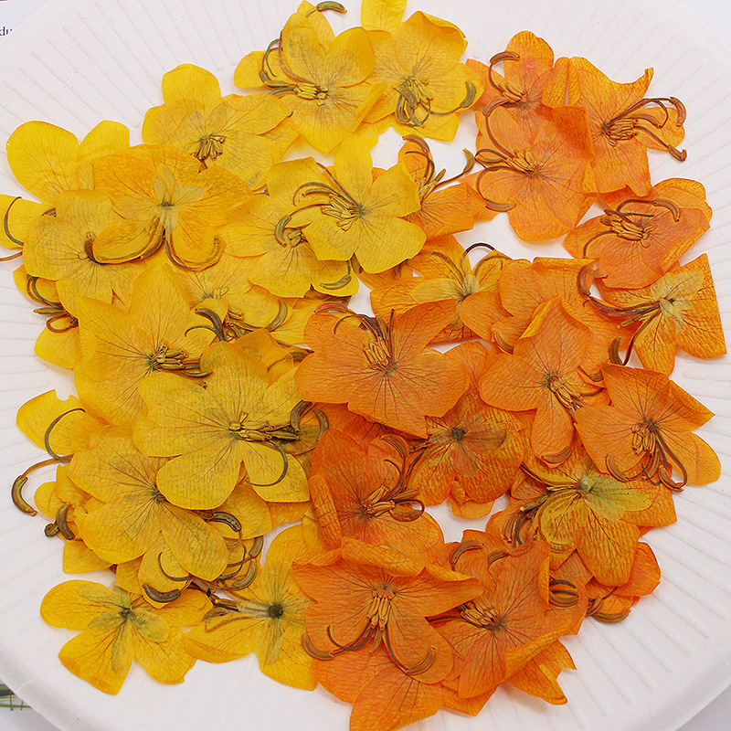 60pcs Dried Pressed Yellow/Ora - đánh giá và giá Dried Flower Bookmark