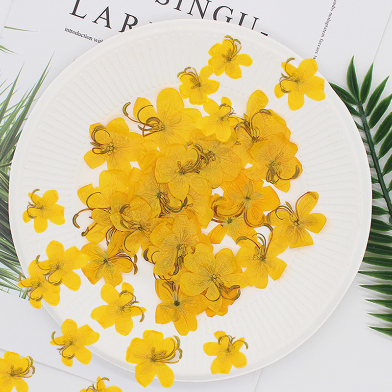 60pcs Dried Pressed Yellow/Ora - đánh giá và giá Dried Flower Bookmark