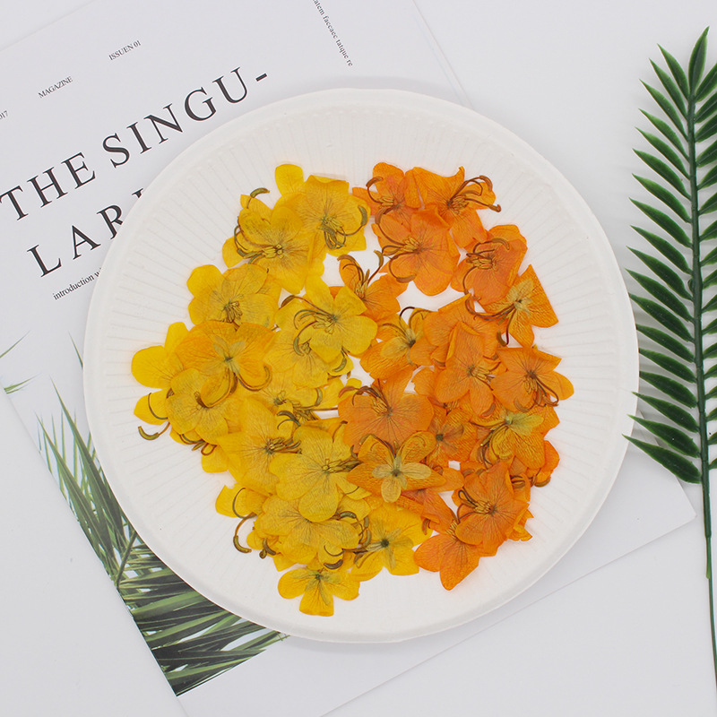 60pcs Dried Pressed Yellow/Ora - đánh giá và giá Dried Flower Bookmark