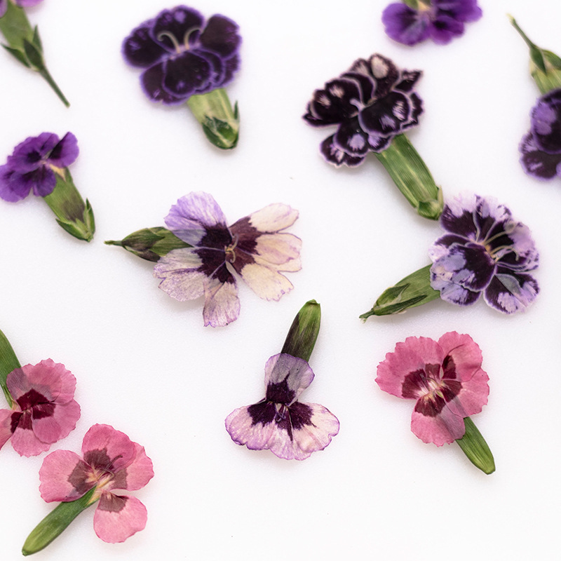 24pcs,Pressed Dried Dianthus F - đánh giá và giá Dried Flower Bookmark