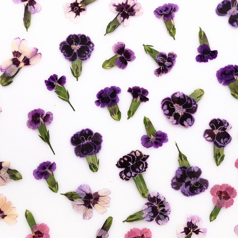 24pcs,Pressed Dried Dianthus F - đánh giá và giá Dried Flower Bookmark