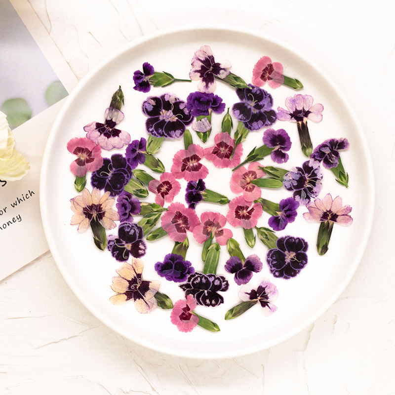 24pcs,Pressed Dried Dianthus F - đánh giá và giá Dried Flower Bookmark