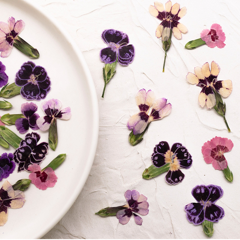 24pcs,Pressed Dried Dianthus F - đánh giá và giá Dried Flower Bookmark
