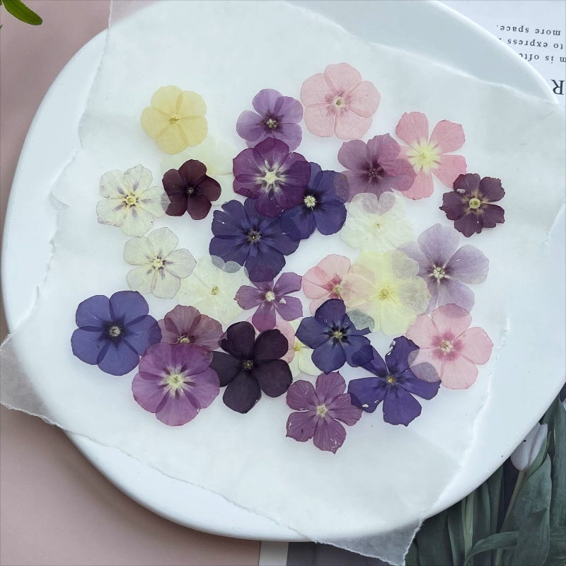 12pcs,Semi-Transparent Niche P - đánh giá và giá Dried Flower Bookmark