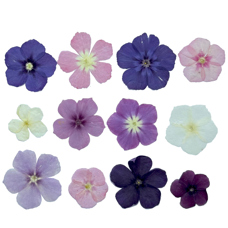 12pcs,Semi-Transparent Niche P - đánh giá và giá Dried Flower Bookmark