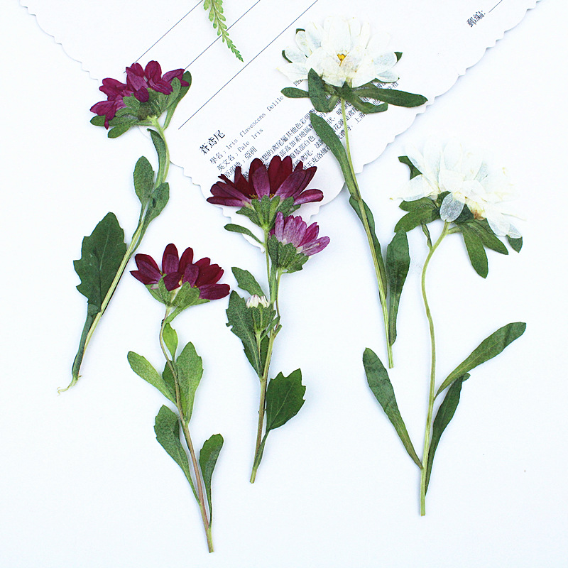 24pcs,Mini Chrysanthemum Press - đánh giá và giá Dried Flower Bookmark