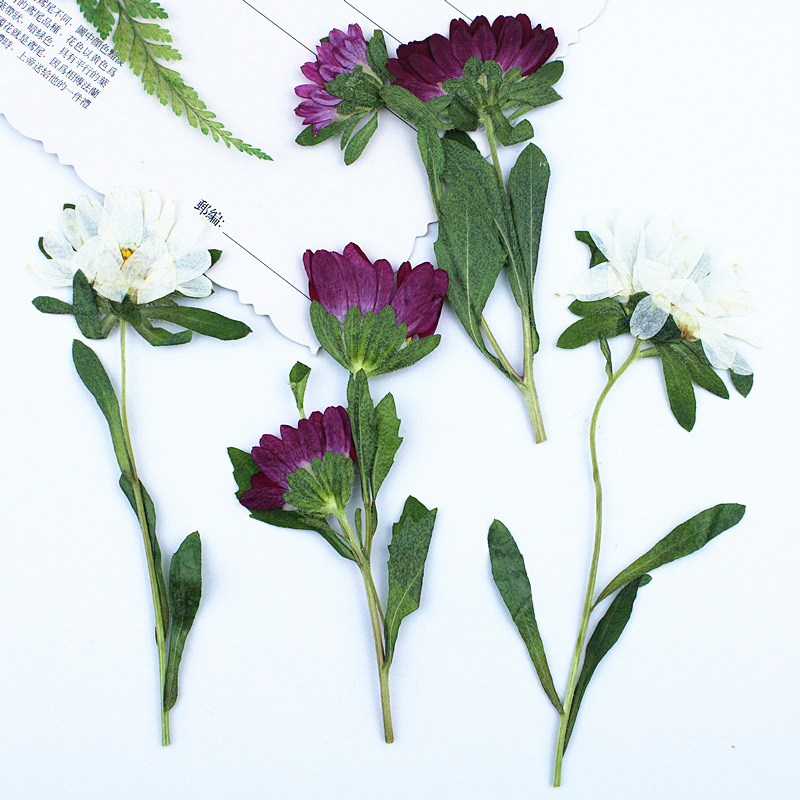 24pcs,Mini Chrysanthemum Press - đánh giá và giá Dried Flower Bookmark