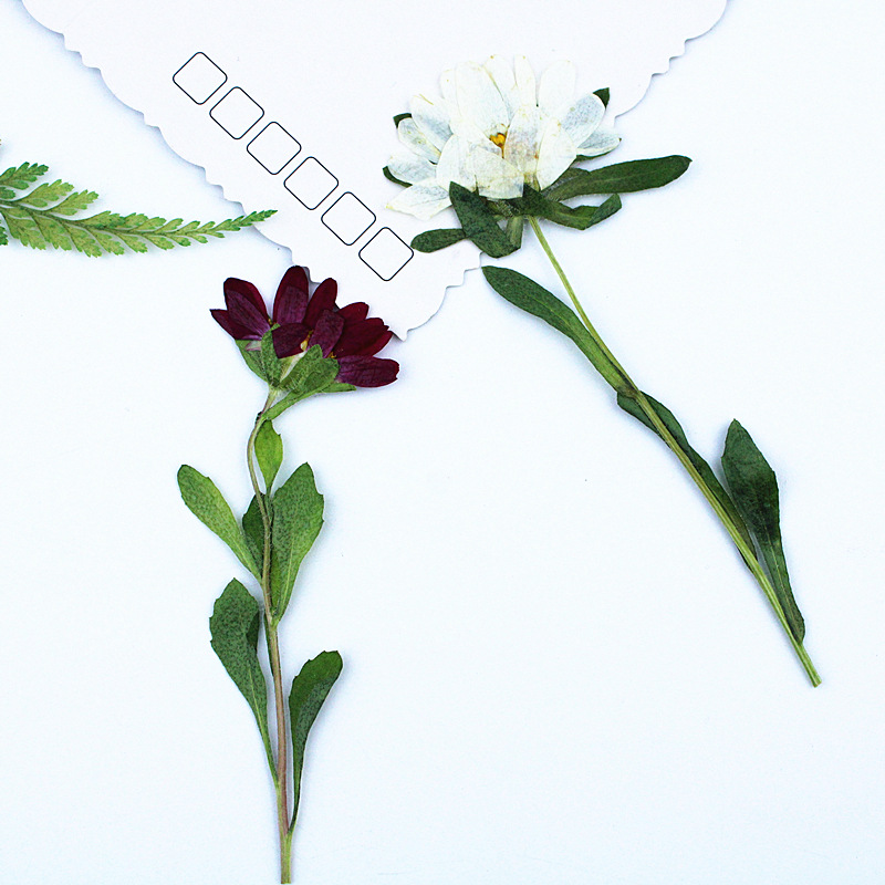 24pcs,Mini Chrysanthemum Press - đánh giá và giá Dried Flower Bookmark